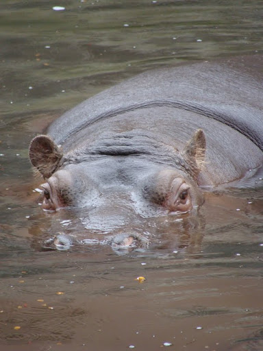 Hippopotamus amphibius