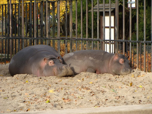 Hippopotamus amphibius