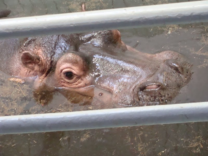 Hippopotamus amphibius