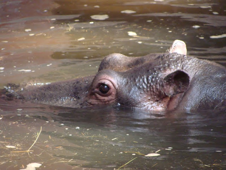 Hippopotamus amphibius