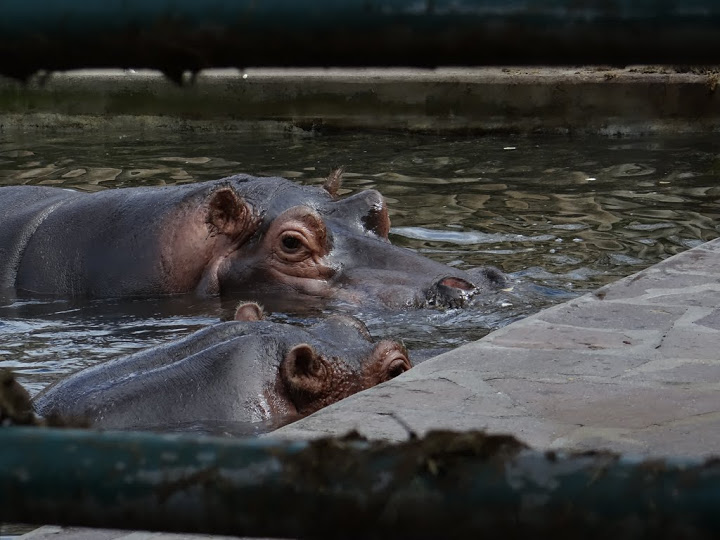 Hippopotamus amphibius