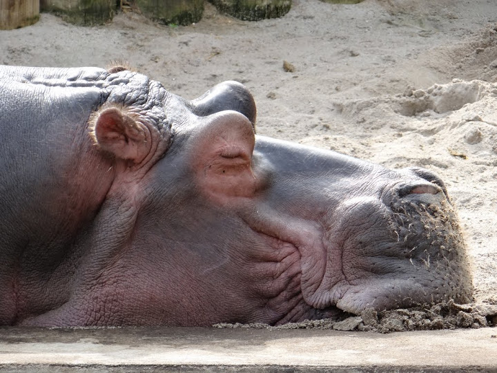 Hippopotamus amphibius