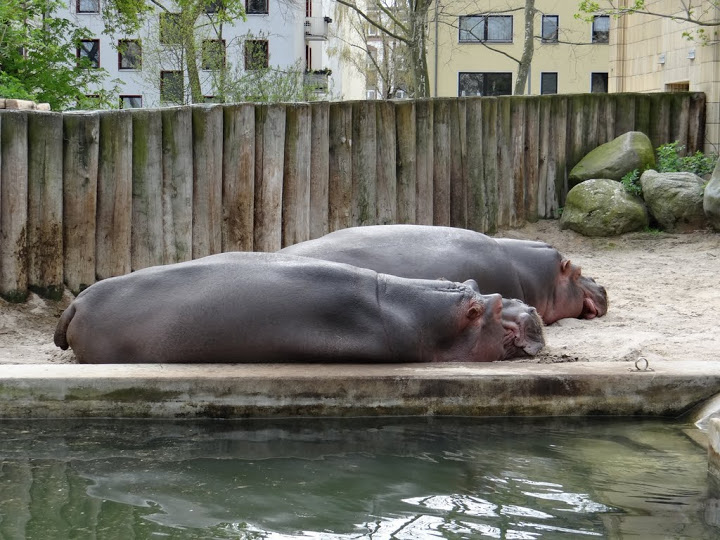 Hippopotamus amphibius