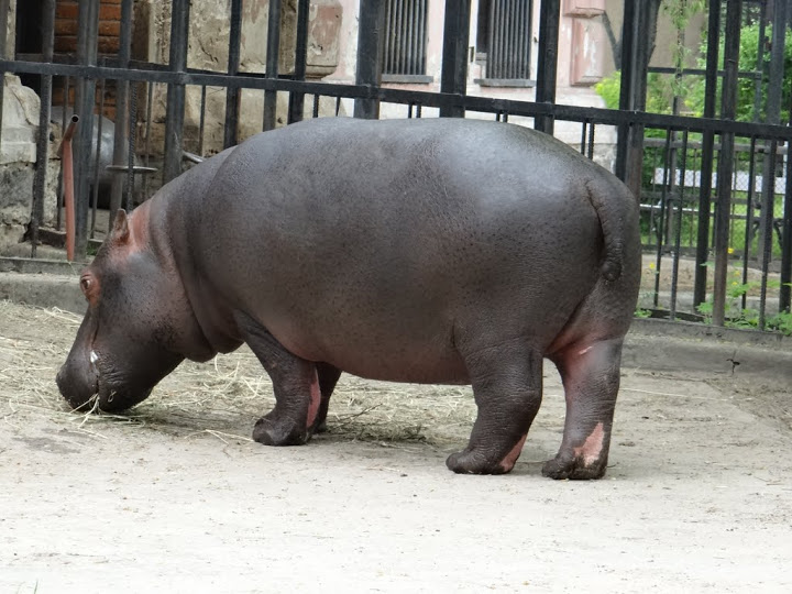 Hippopotamus amphibius