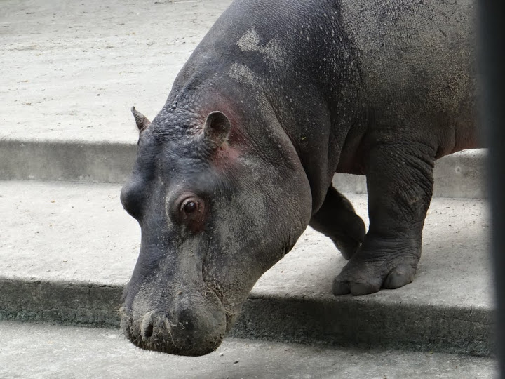 Hippopotamus amphibius