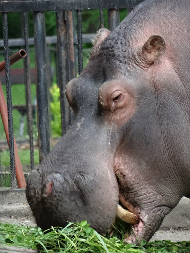 Hippopotamus amphibius