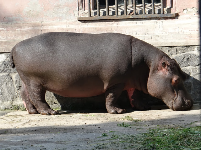 Hippopotamus amphibius