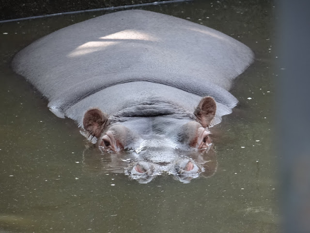 Hippopotamus amphibius