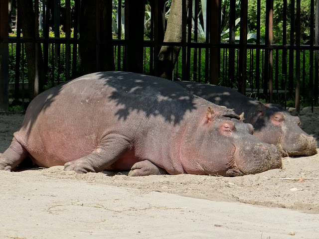 Hippopotamus amphibius