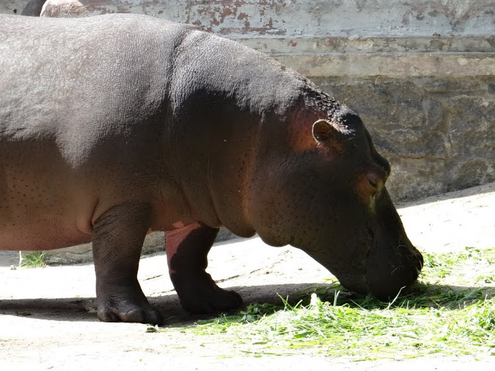 Hippopotamus amphibius