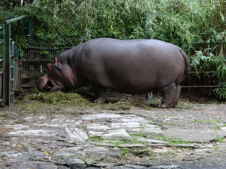 Hippopotamus amphibius
