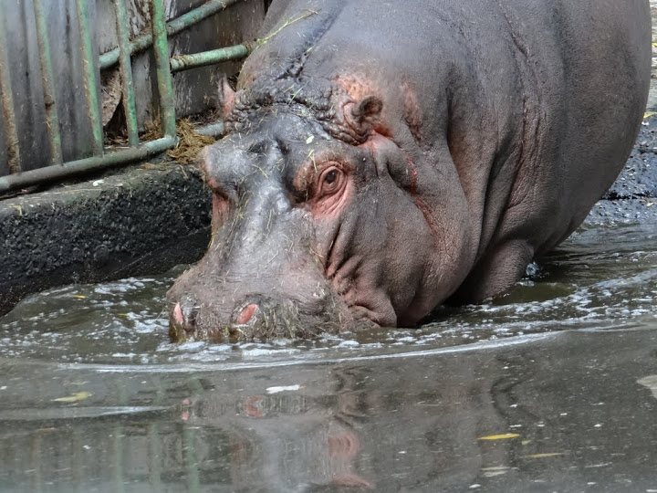 Hippopotamus amphibius