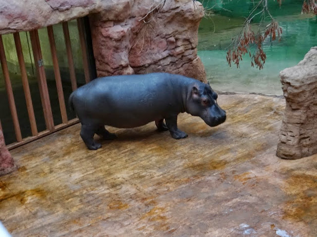 Hippopotamus amphibius