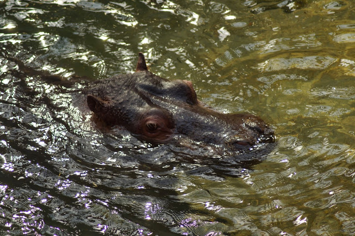 Hippopotamus amphibius