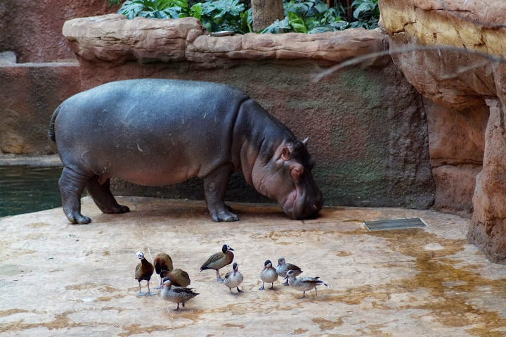 Hippopotamus amphibius
