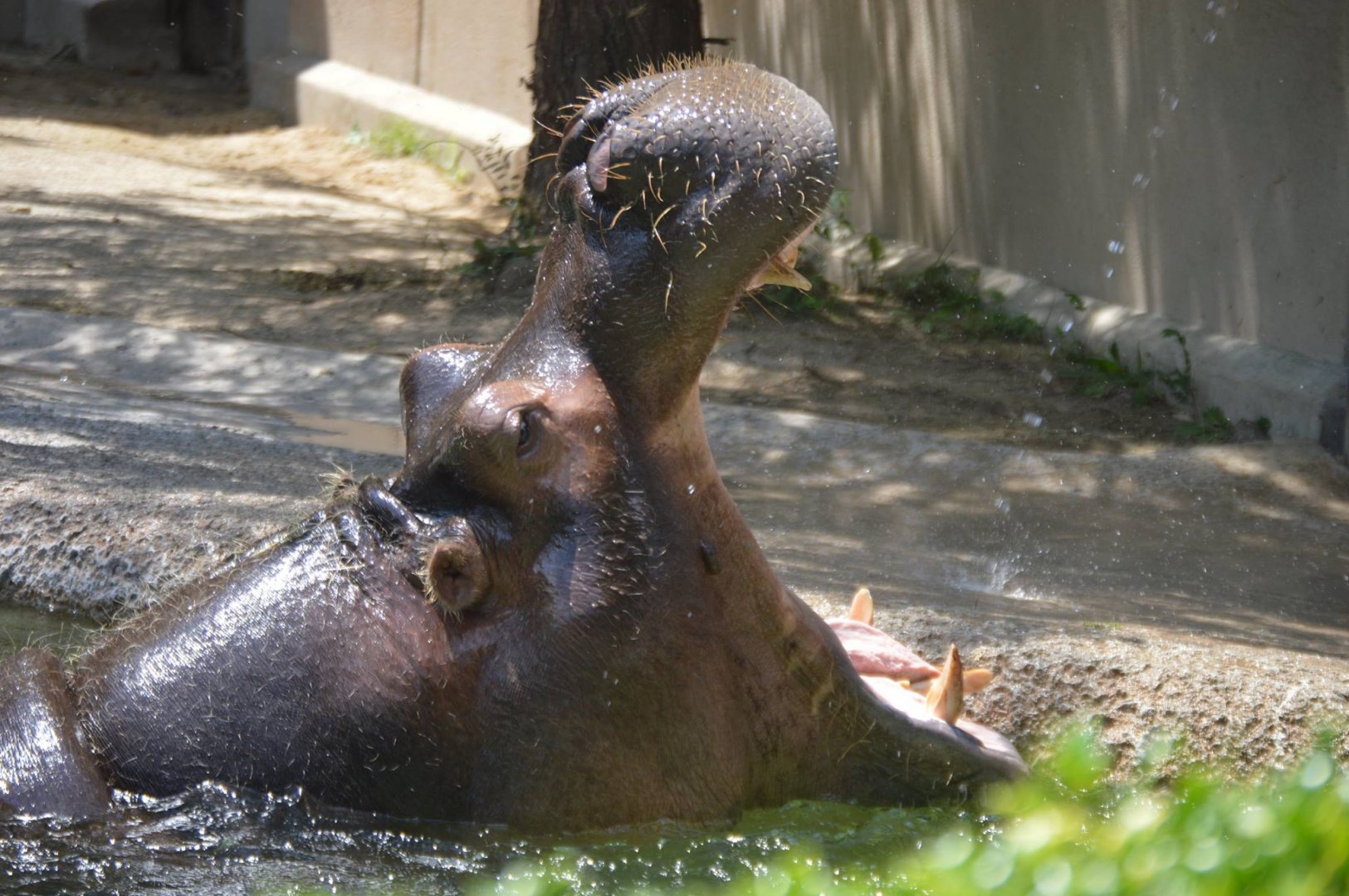 Hippopotamus amphibius