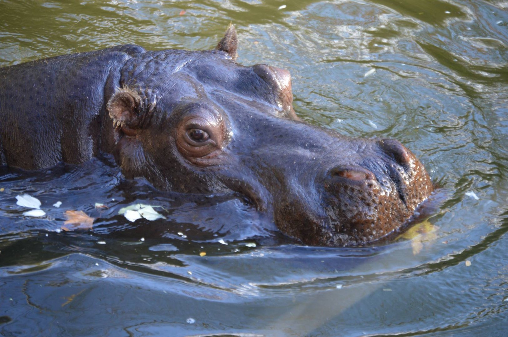 Hippopotamus amphibius