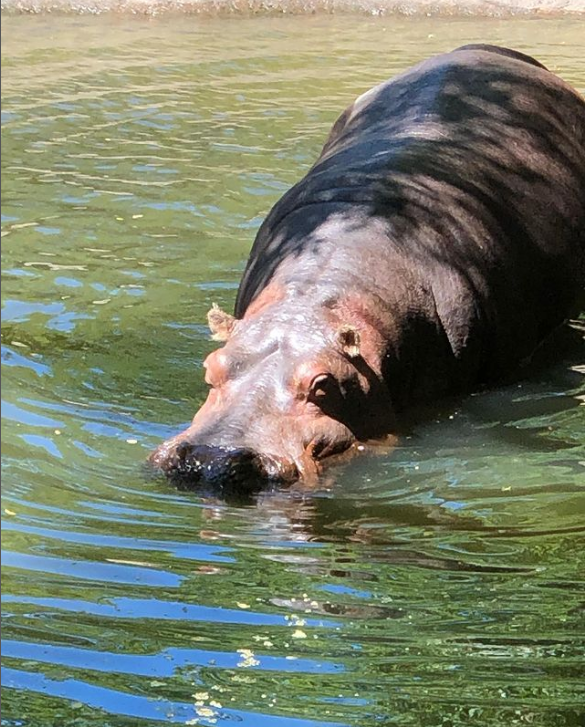 Hippopotamus amphibius