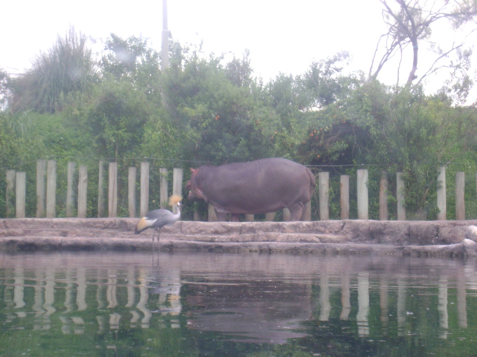 Hippopotamus amphibius