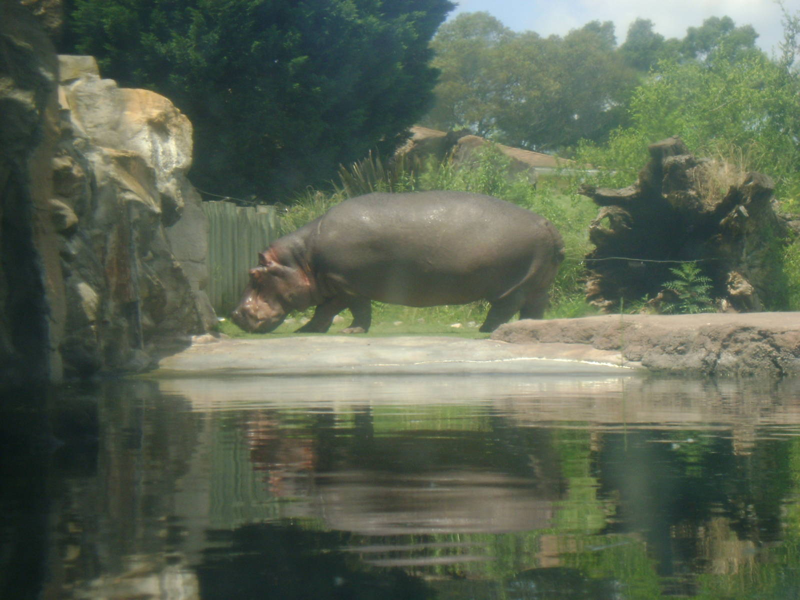 Hippopotamus amphibius