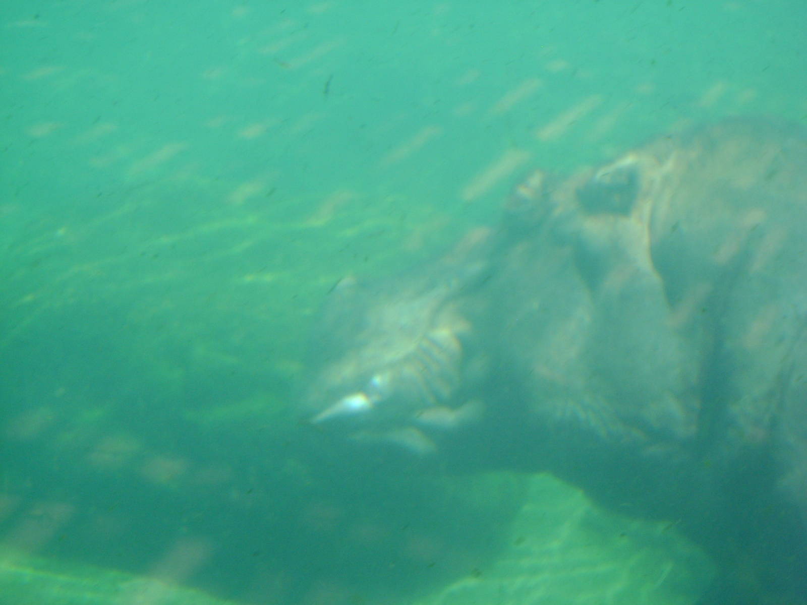 Hippopotamus amphibius