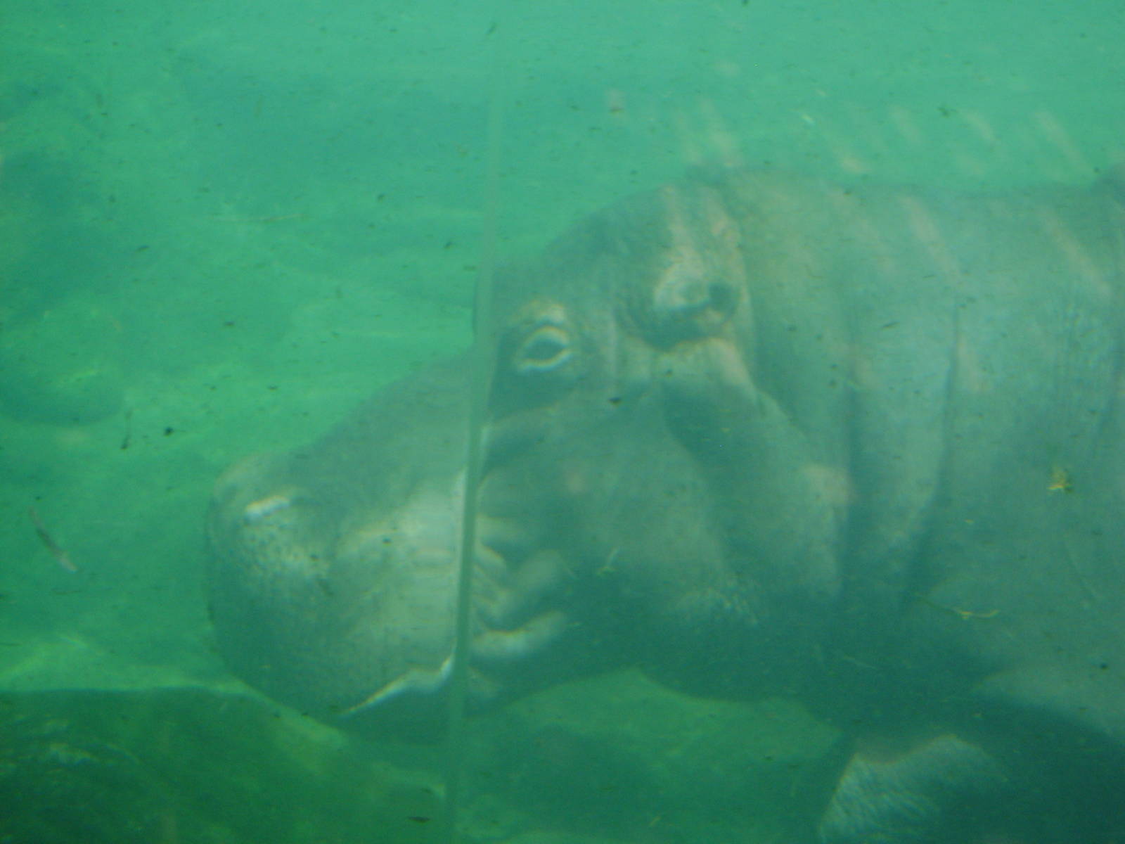 Hippopotamus amphibius