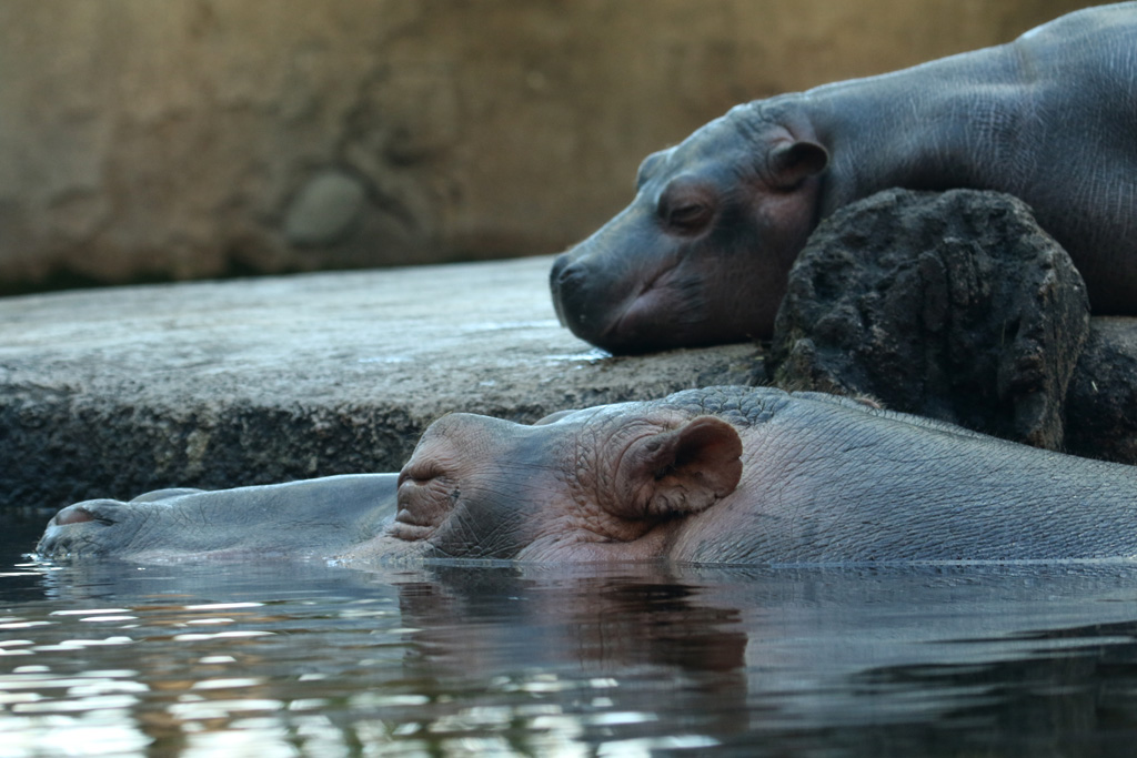 Hippopotamus and baby at Zoo København 15/01/2016