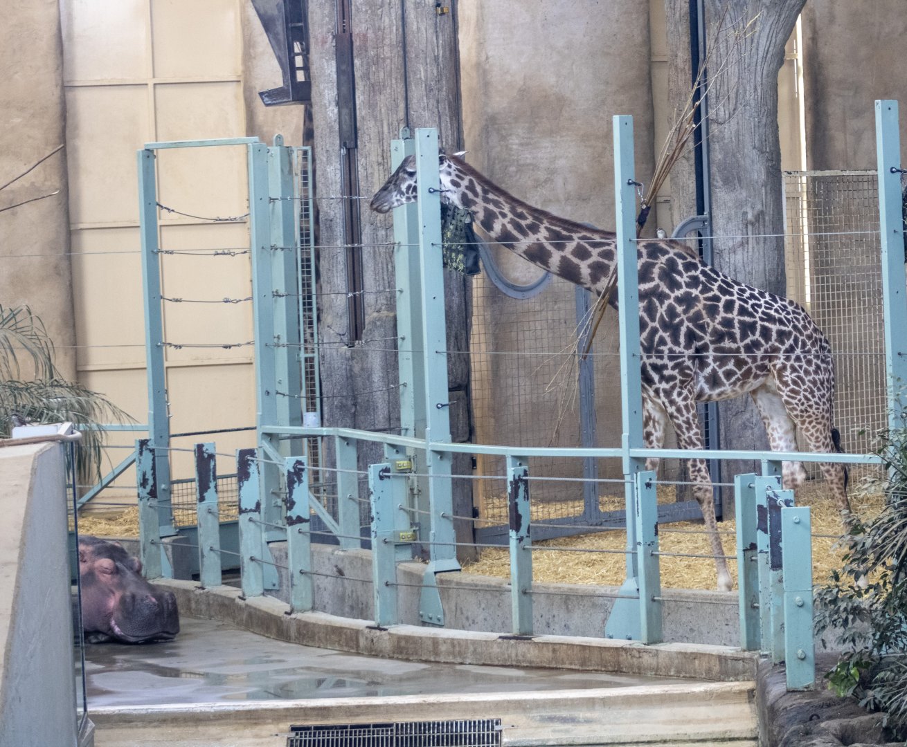 Hippopotamus and Giraffe