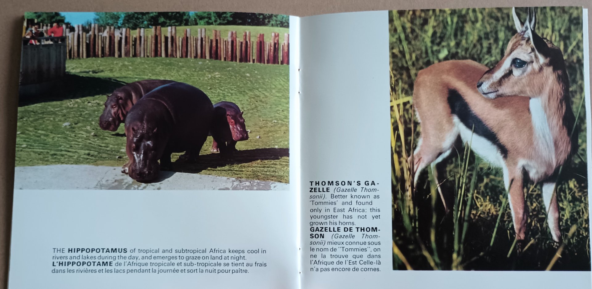 Hippopotamus and Thomson's Gazelle