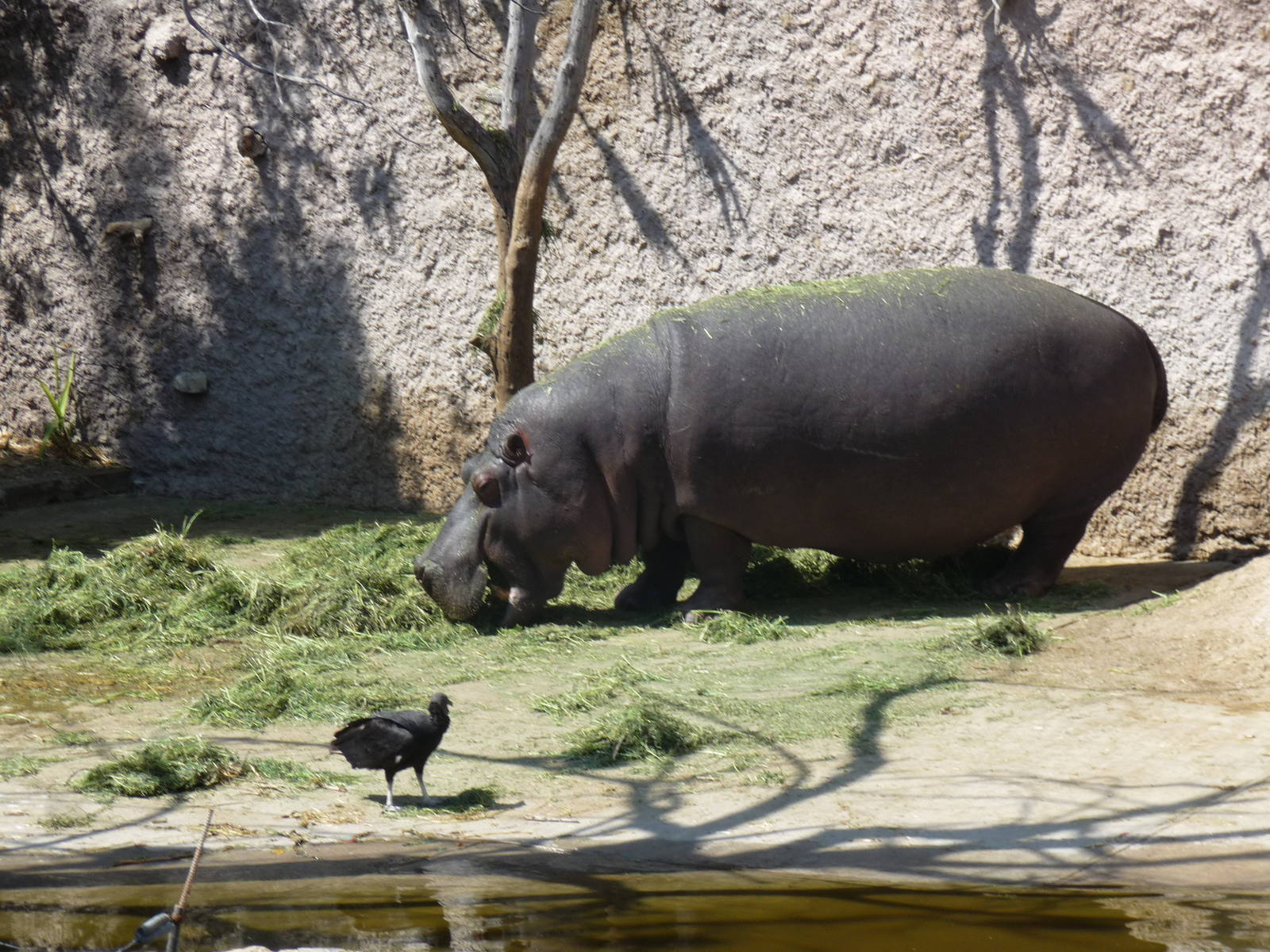 hippopotamus and vulture africam safari