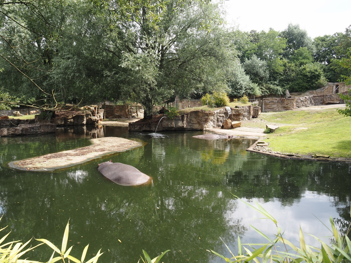 Hippopotamus and Western sitatunga exhibit, 2024-08-05