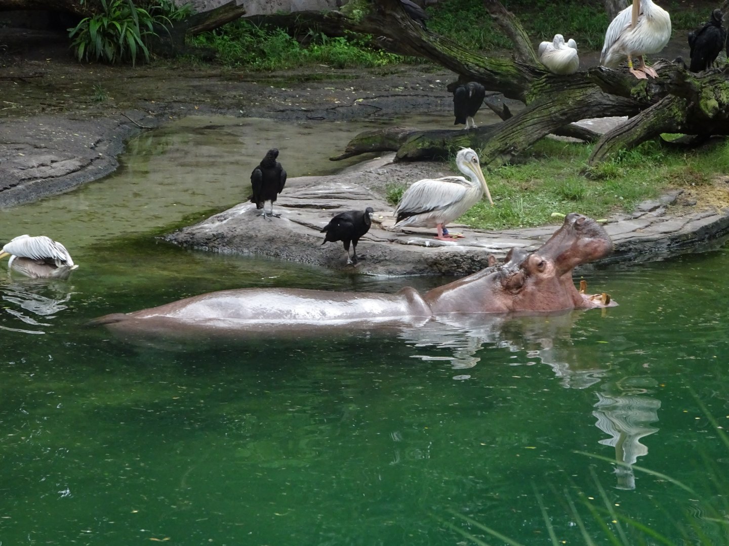 Hippopotamus at Disney's Animal Kingdom (2014)