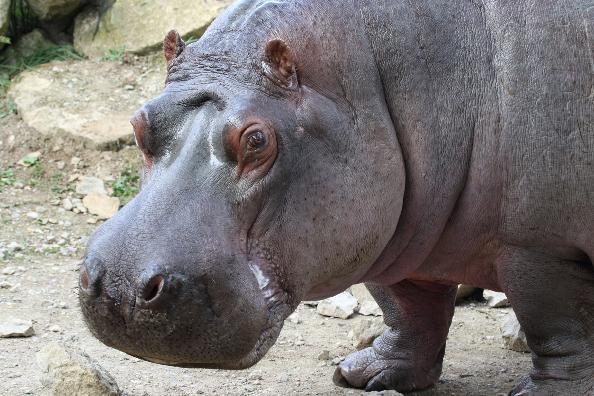Hippopotamus at Flamingo Land 15/09/2018
