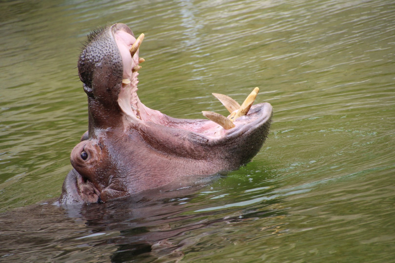 Hippopotamus - August 2018