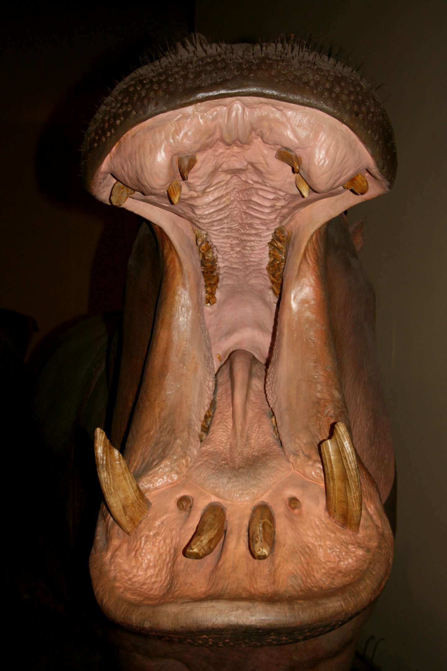 Hippopotamus; Berlin Zoology Museum; 10th September 2011