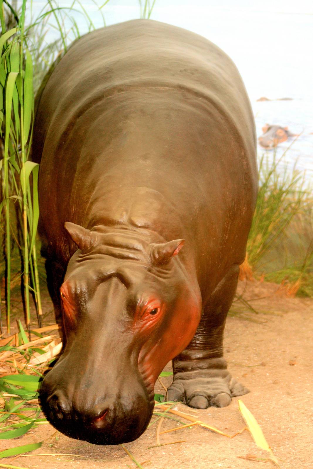 Hippopotamus; Bonn Zoology Museum; 10th September 2014