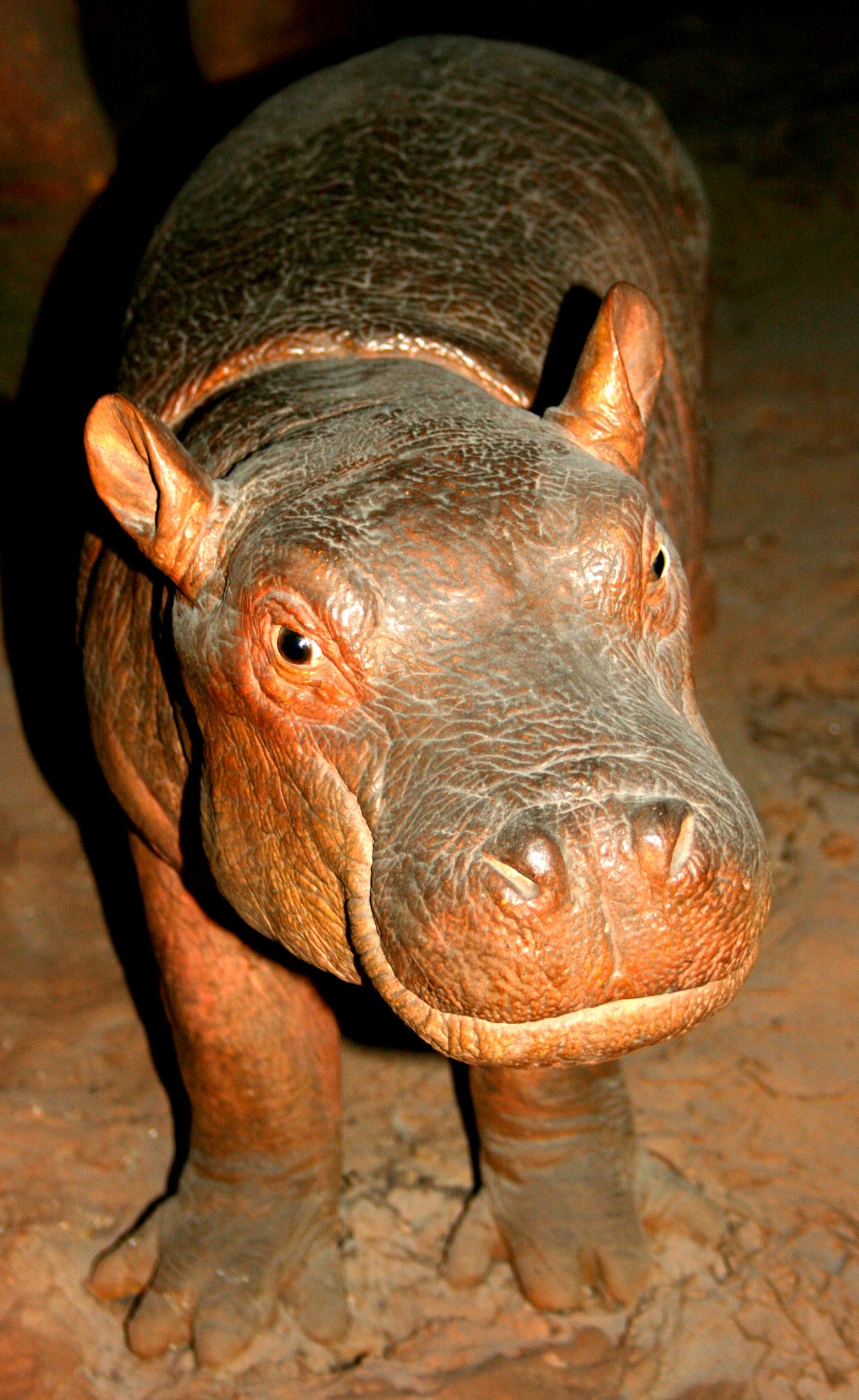 Hippopotamus calf; Berlin Zoology Museum; 10th September 2011