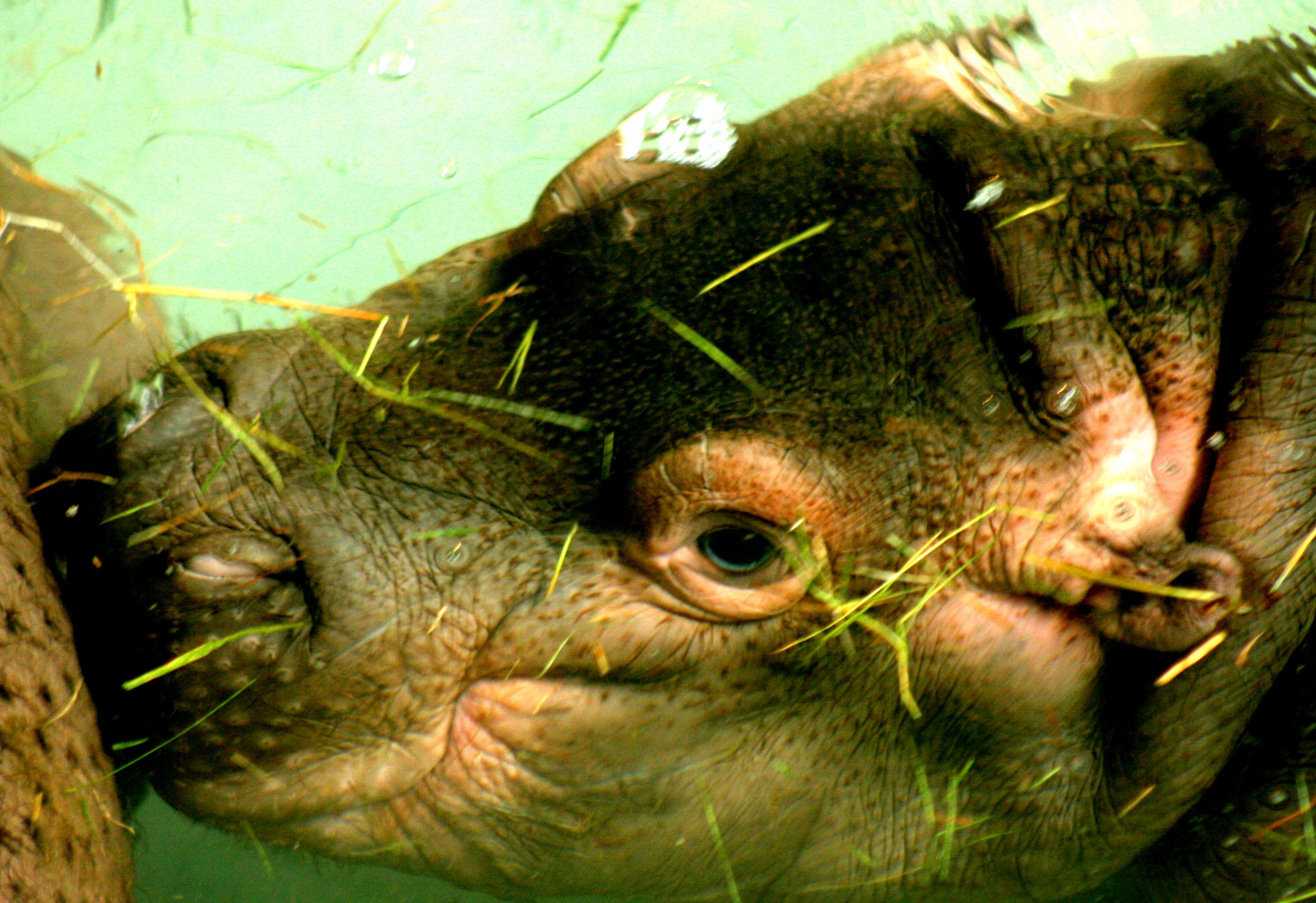 Hippopotamus calf; Whipsnade; 22nd September 2017
