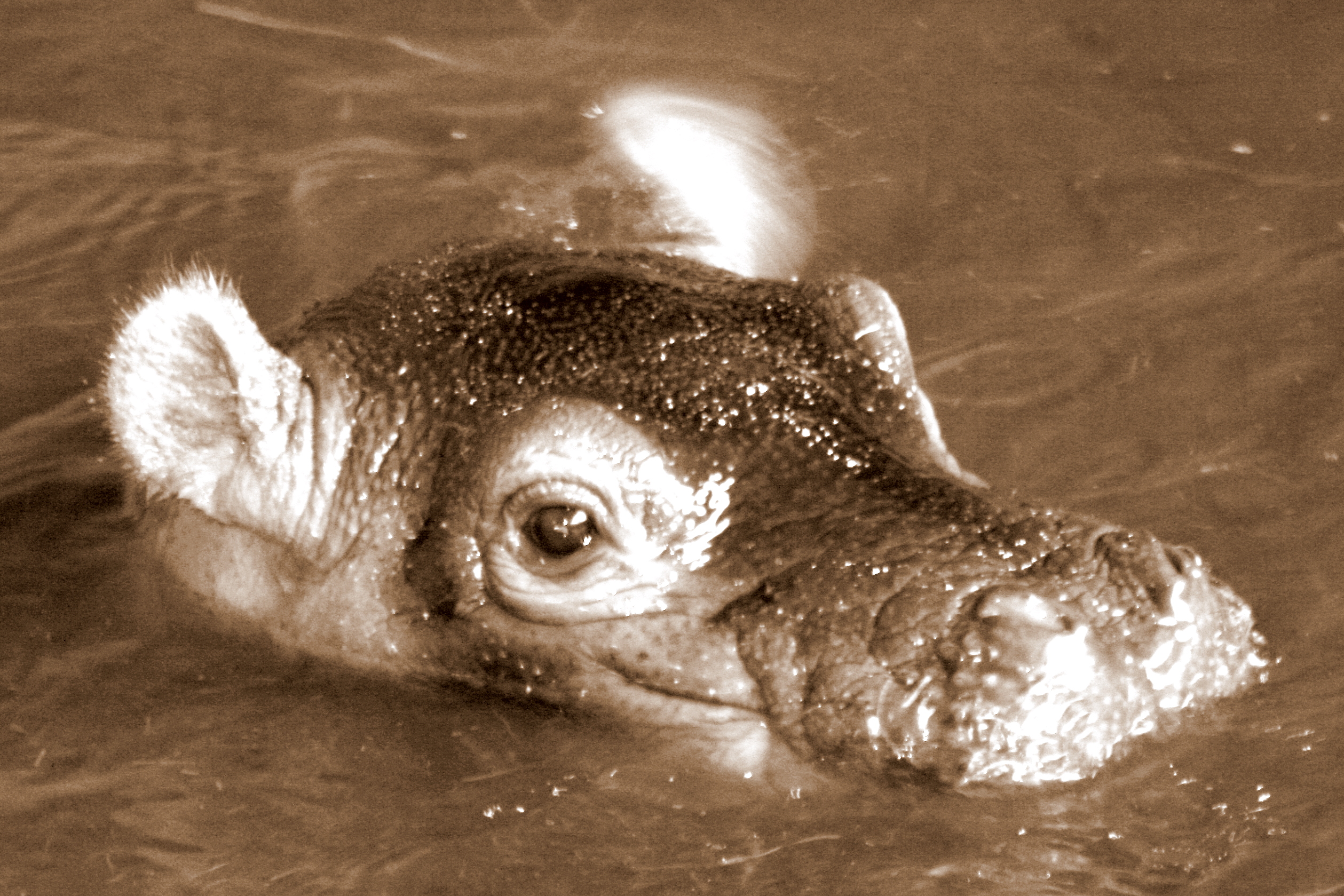 Hippopotamus calf; Whipsnade; 29th July 2017