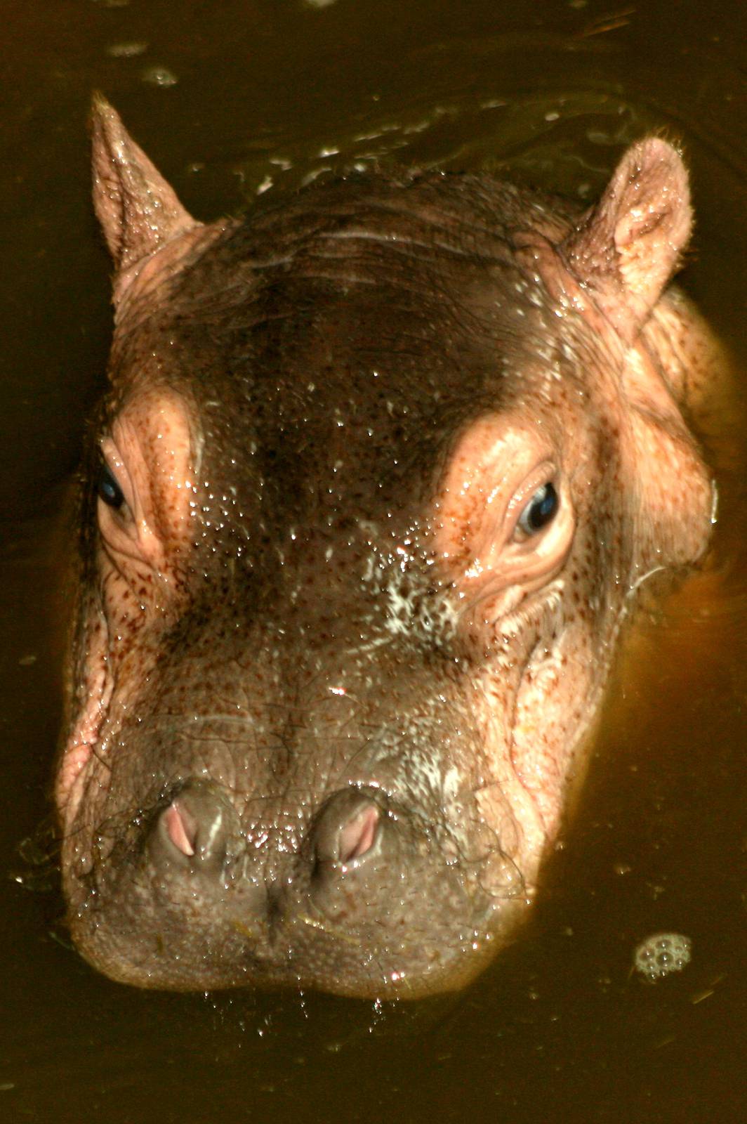 Hippopotamus calf; Whipsnade; 8th October 2011