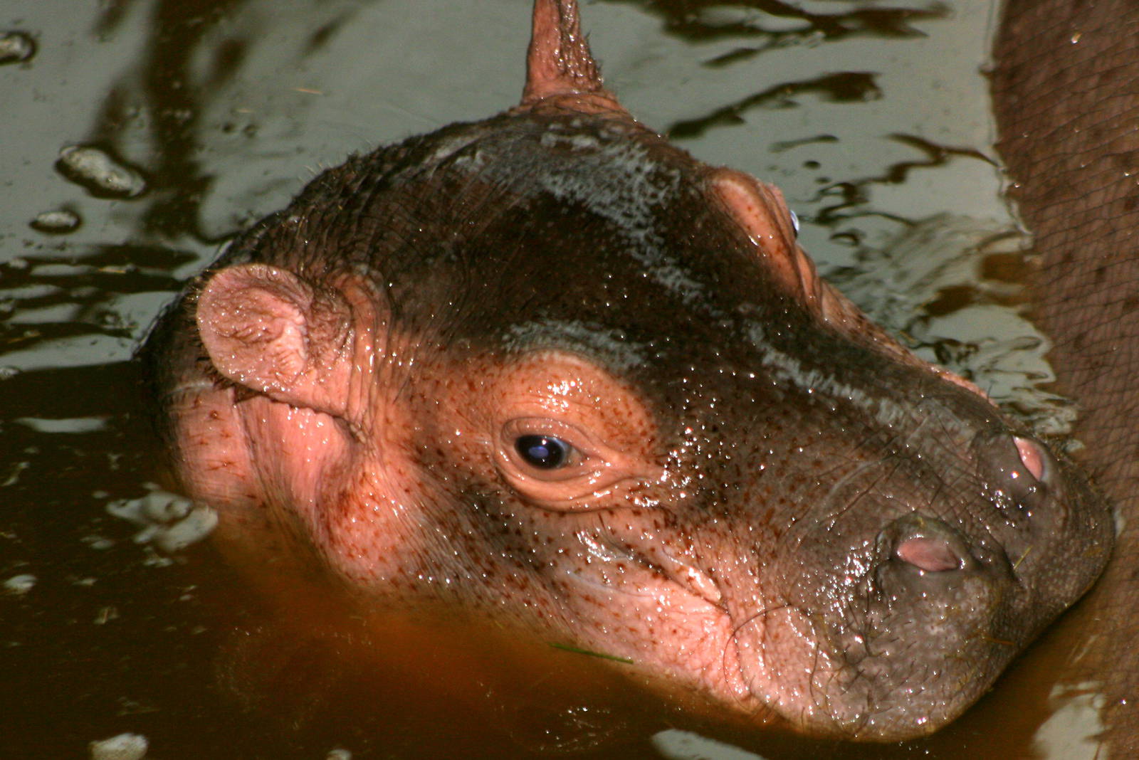 Hippopotamus calf; Whipsnade; 8th October 2011