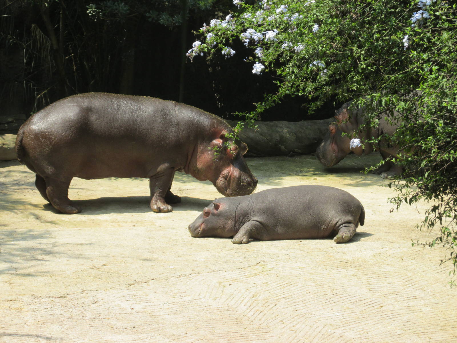Hippopotamus Chapultepec Zoo