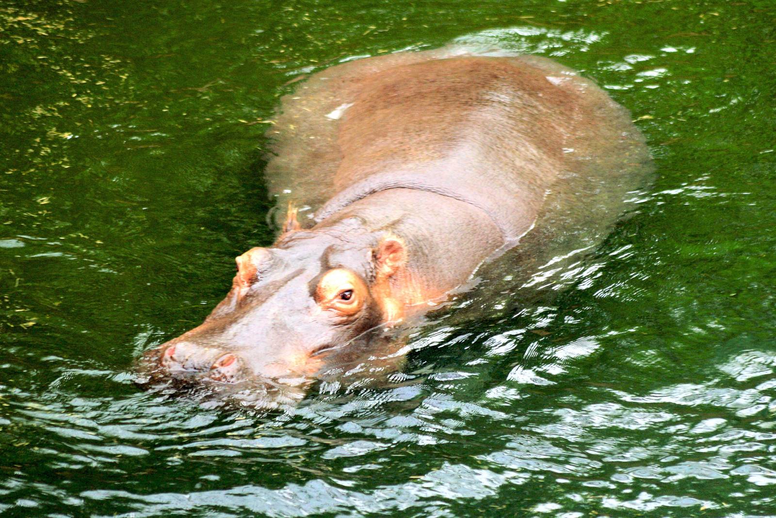 Hippopotamus; Cologne; 6th September 2014