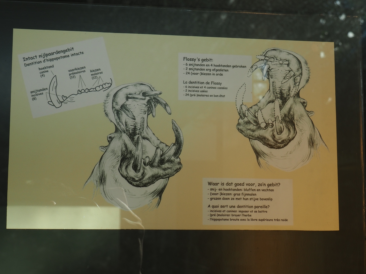 Hippopotamus dentition diagram (Feb 27th, 2019)