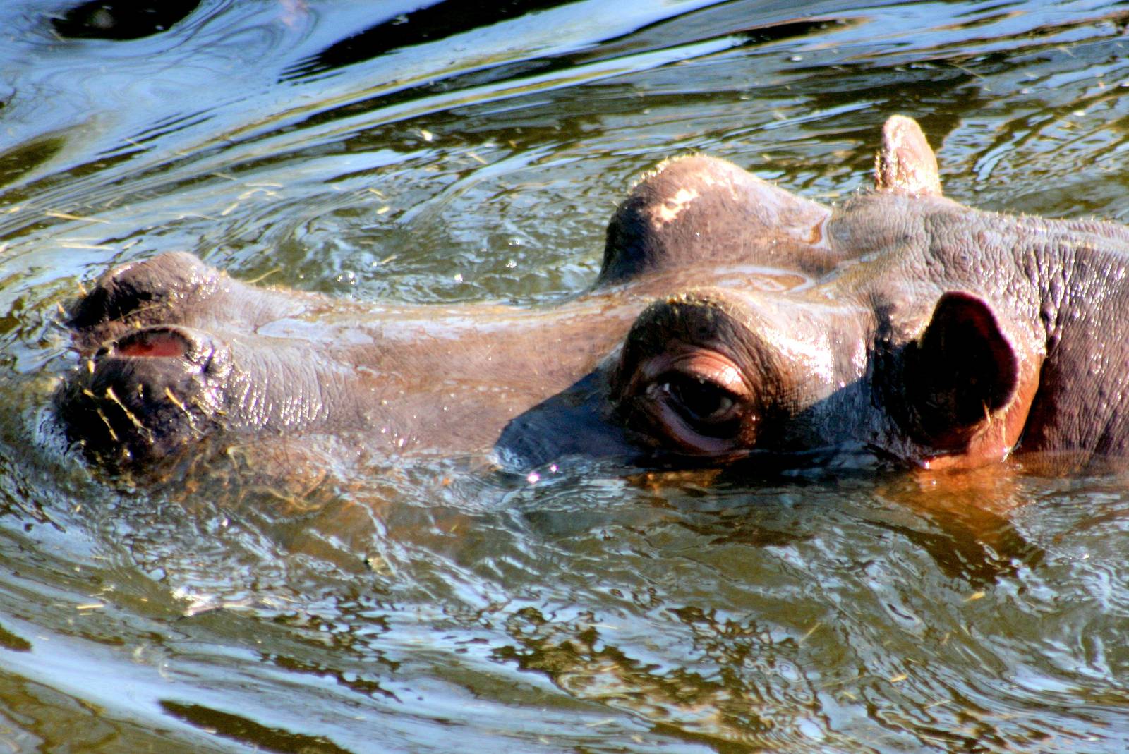 Hippopotamus; Dublin; 20th April 2015