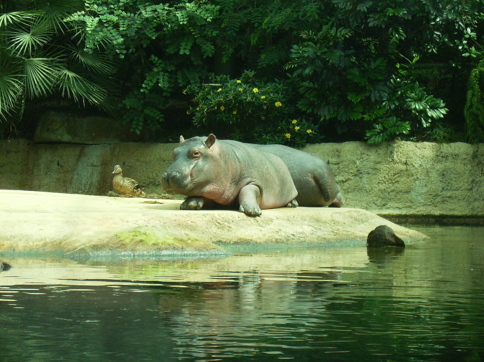 Hippopotamus & Duck