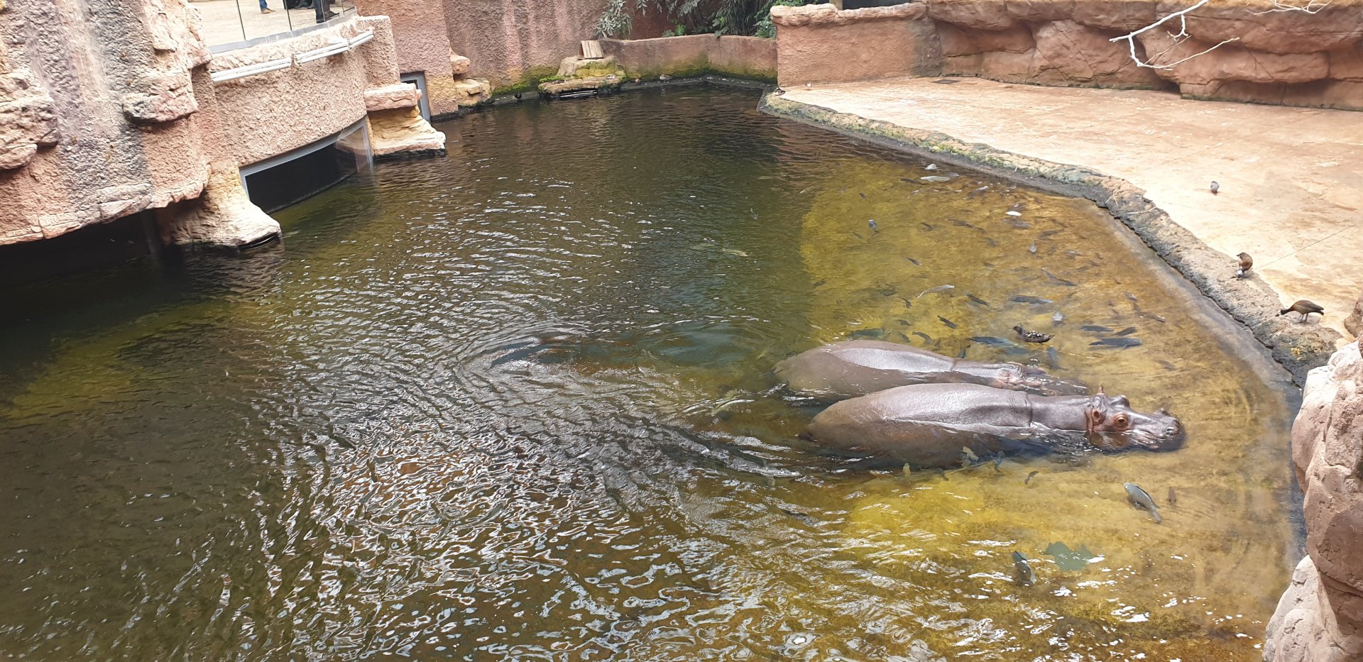 Hippopotamus, East Africa, Afrykarium
