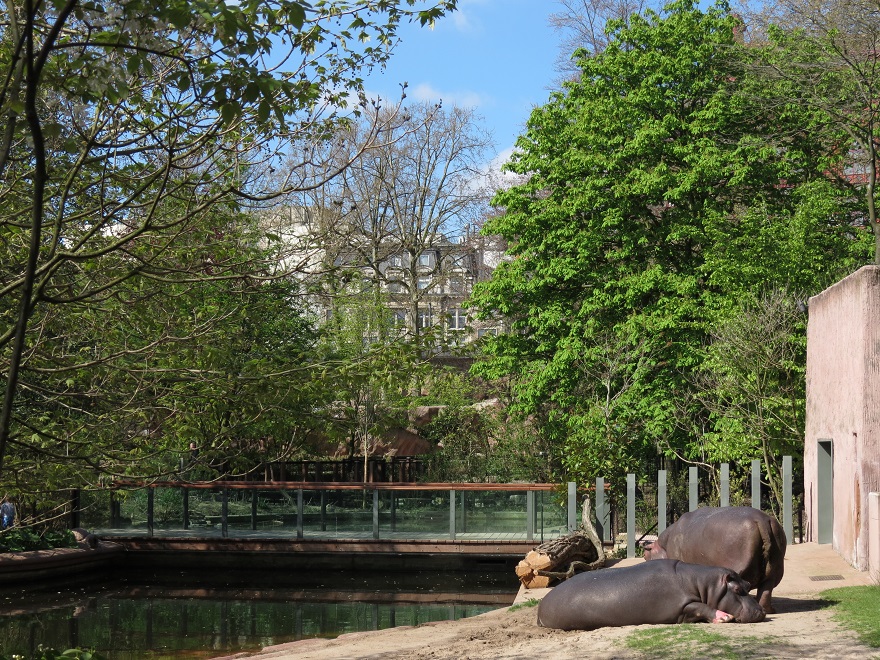 Hippopotamus enclosure