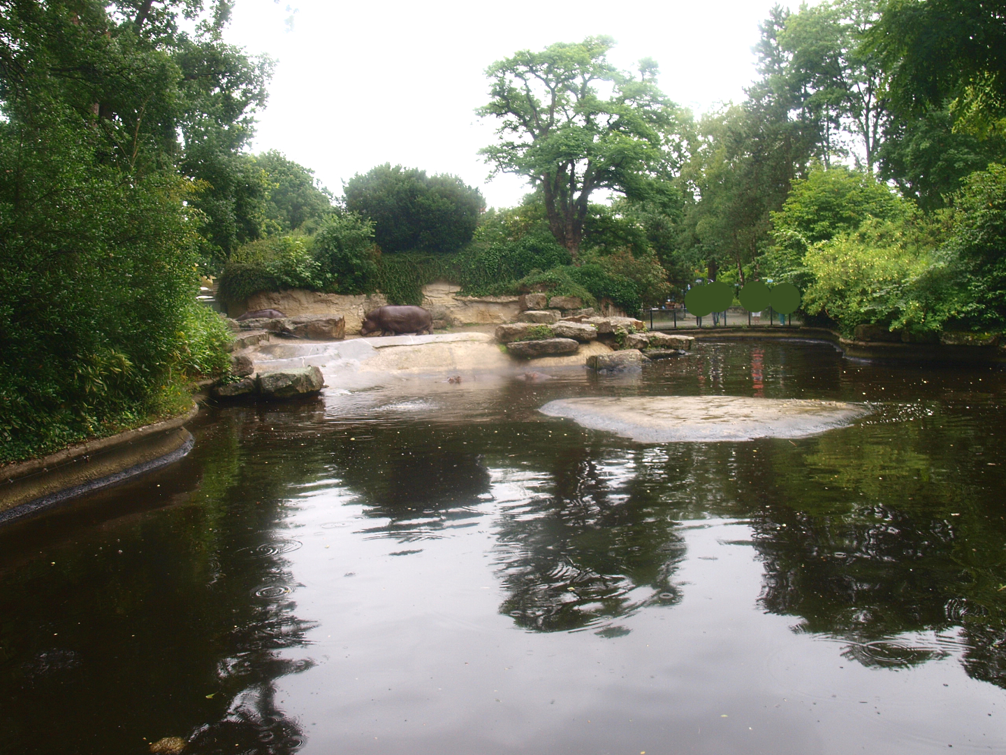 Hippopotamus exhibit, 2015-07-19
