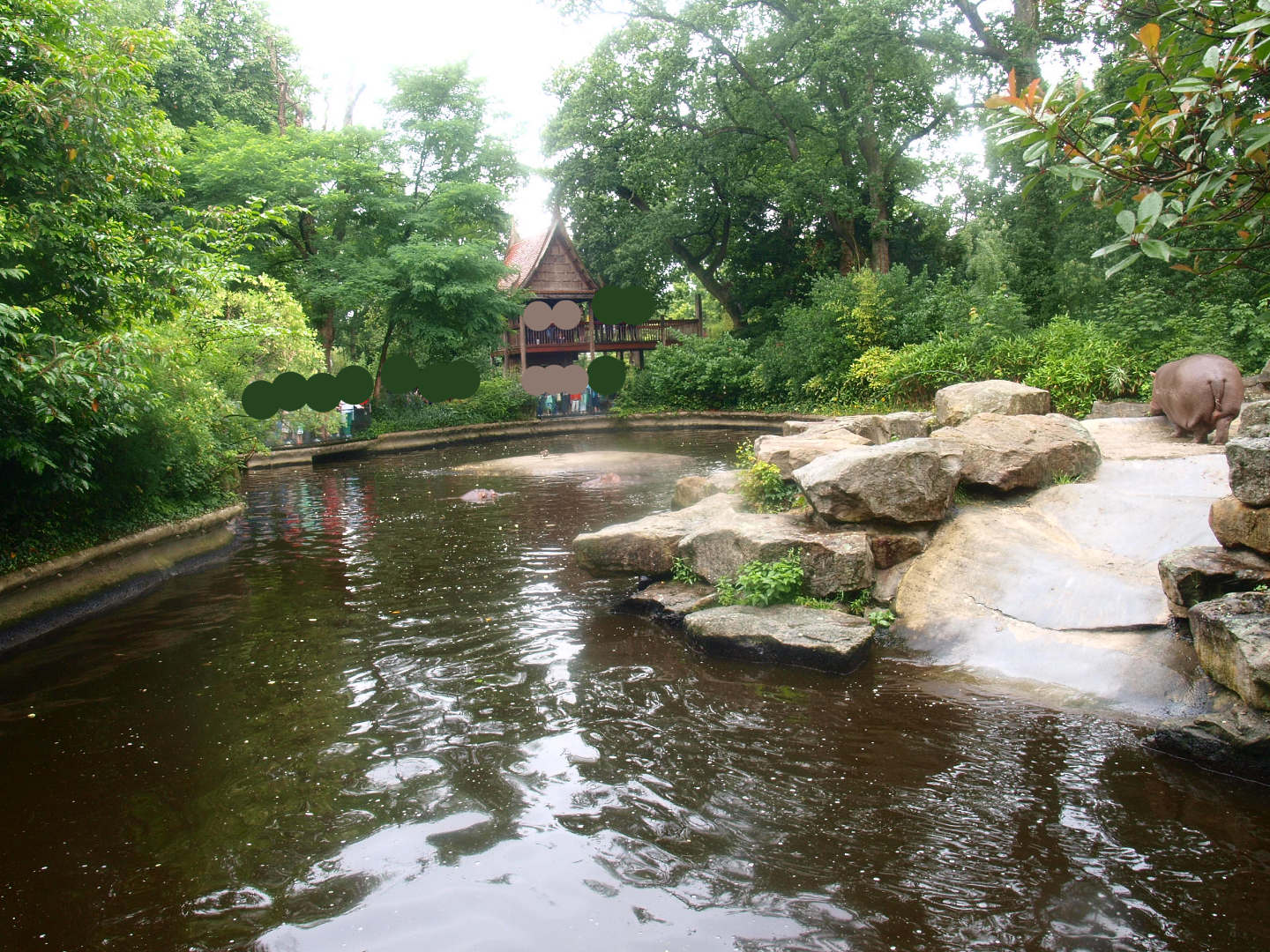 Hippopotamus exhibit, 2015-07-19